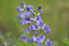 Blue False Indigo (Baptisia australis)