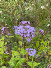 Blue Mistflower (Conoclinium coelestinum)