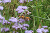 Blue Mistflower (Conoclinium coelestinum)