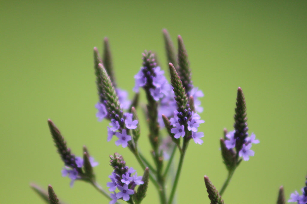 Blue Vervain (Verbena hastata)