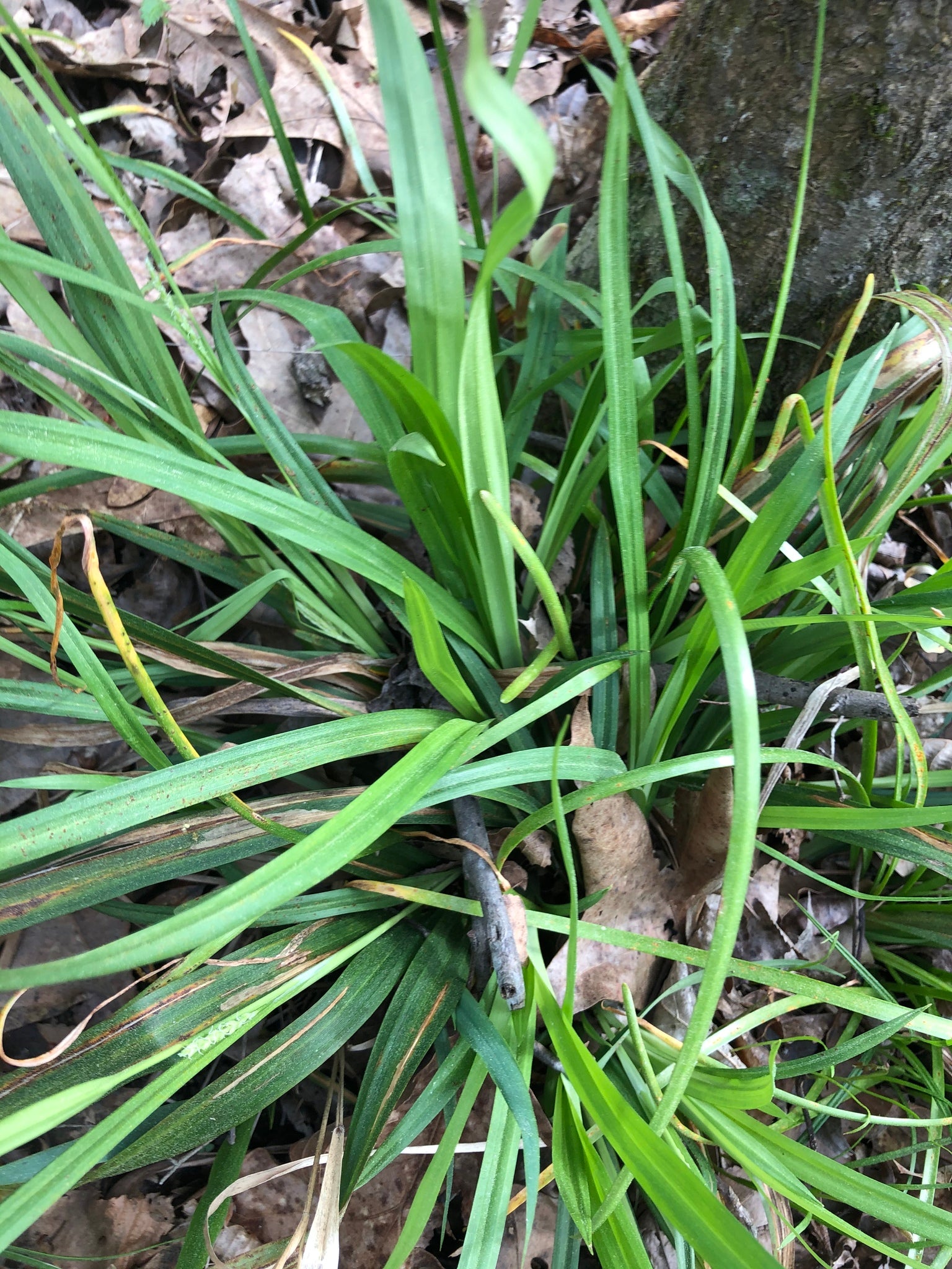 Blue Wood Sedge (Carex flaccosperma)