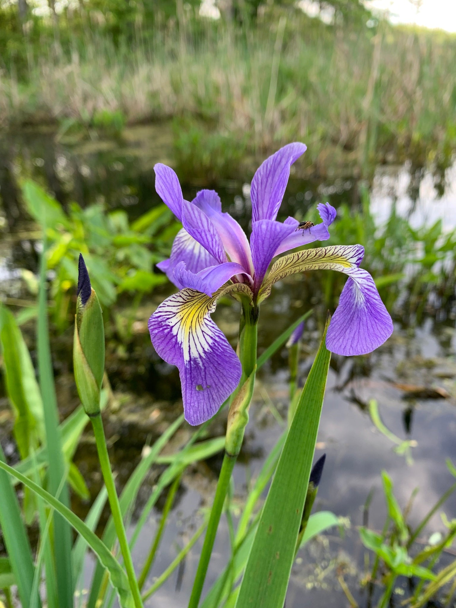 Blue Flag Iris ‘Purple Flame’ (Iris versicolor 'Purple Flame')
