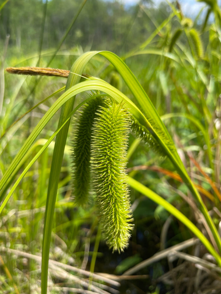 Brown Fox Sedge (Carex vulpinoidea)
