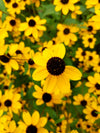Brown-Eyed Susan (Rudbeckia triloba)