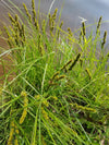 Brown Fox Sedge (Carex vulpinoidea)