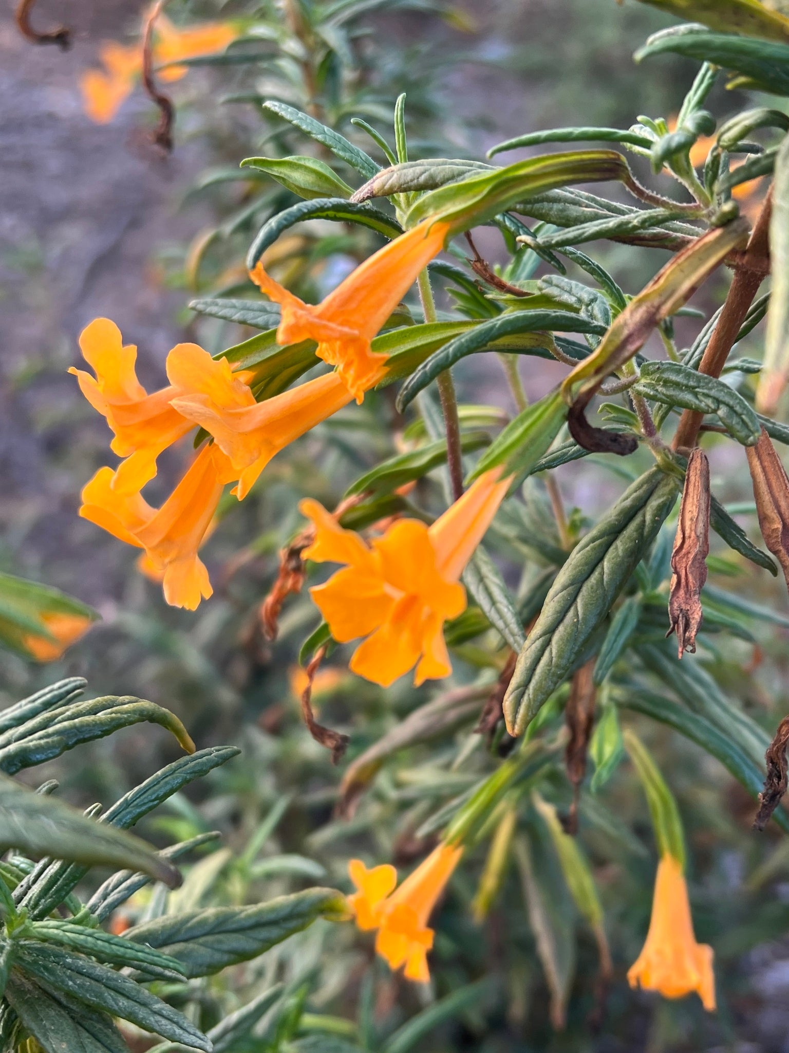 Bush Monkeyflower (Diplacus aurantiacus)