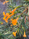 Bush Monkeyflower (Diplacus aurantiacus)