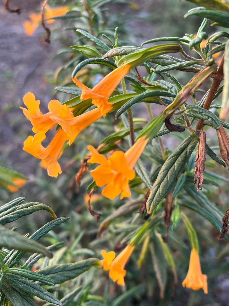 Bush Monkeyflower (Diplacus aurantiacus)