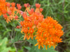 Butterfly Milkweed (Asclepias tuberosa)