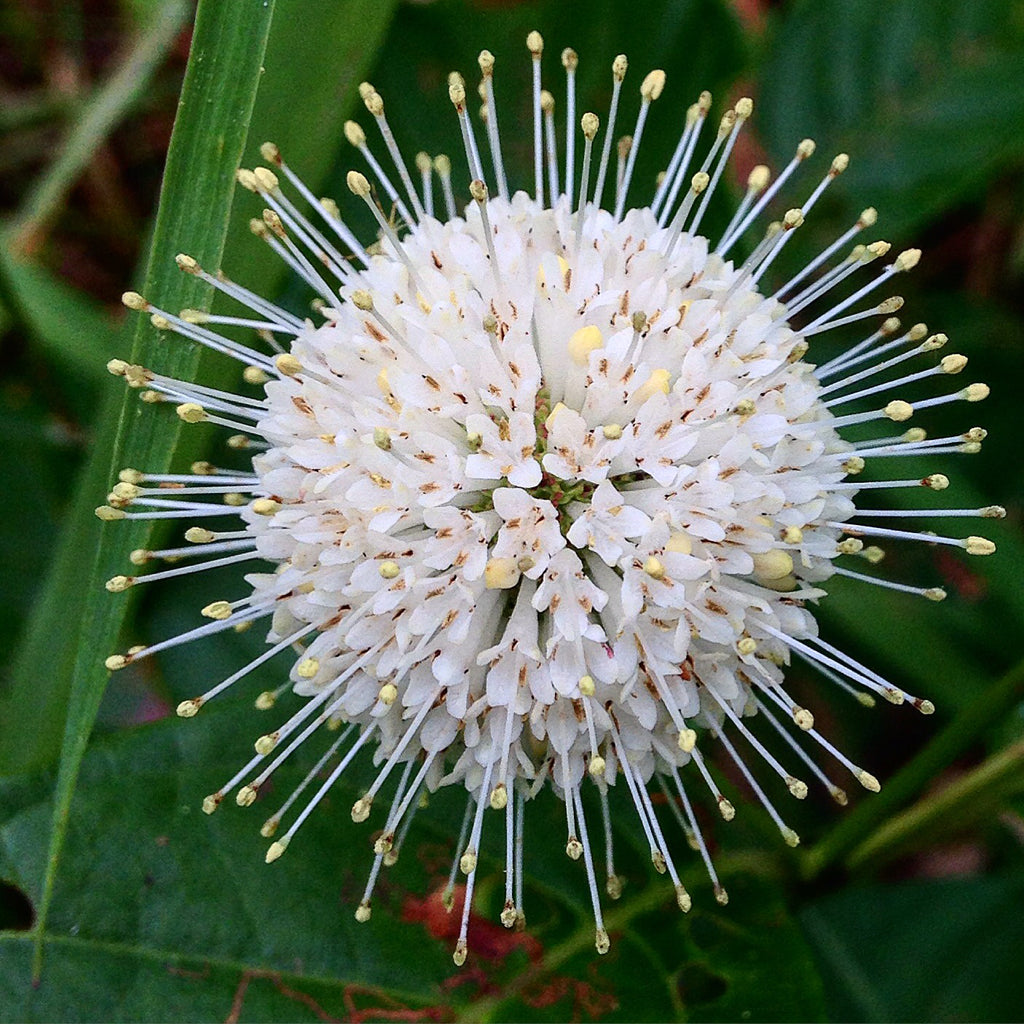 Buttonbush (Cephalanthus occidentalis)