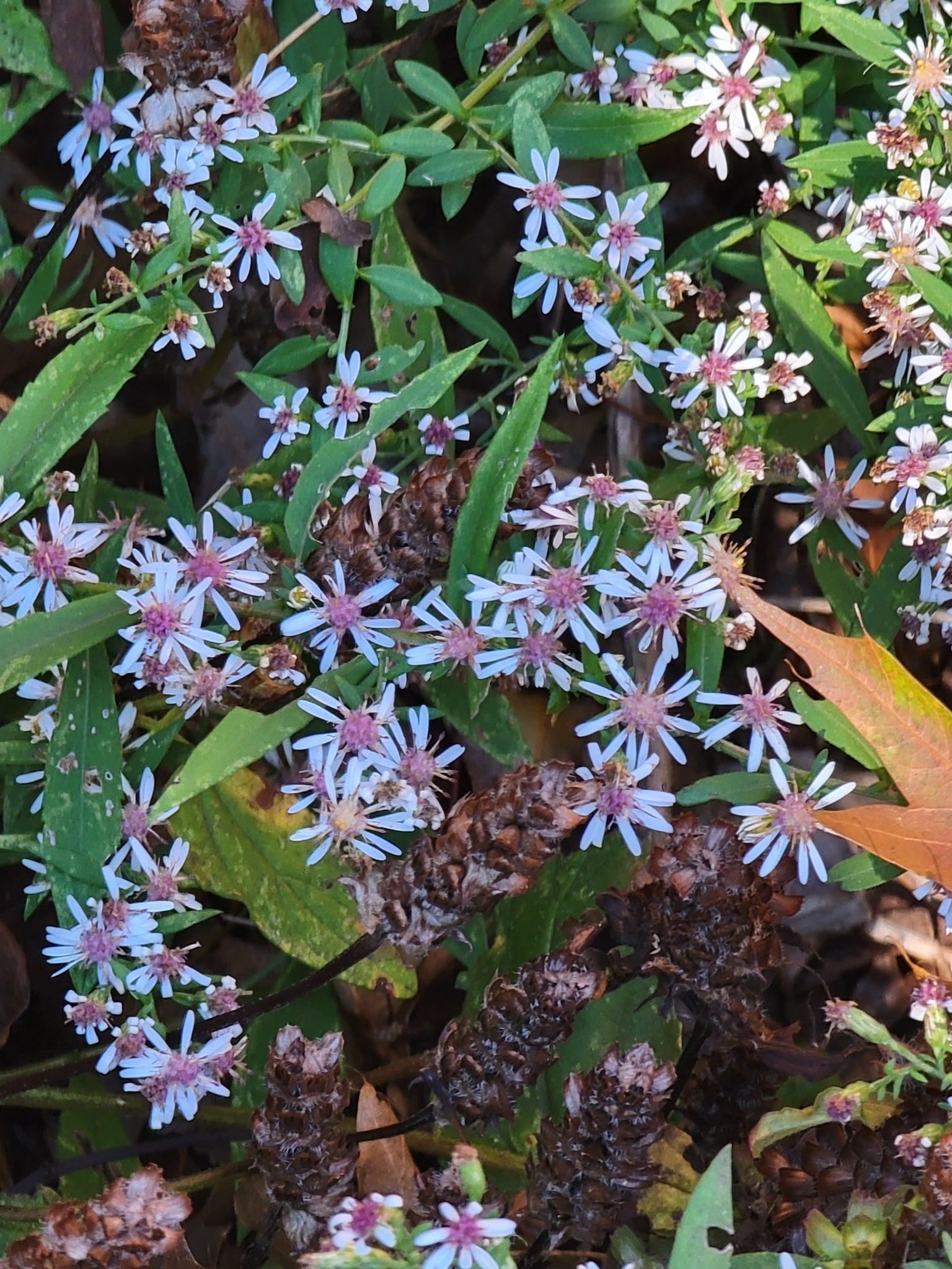 Calico Aster (Symphyotrichum lateriflorum)