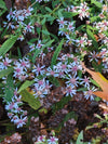 Calico Aster (Symphyotrichum lateriflorum)