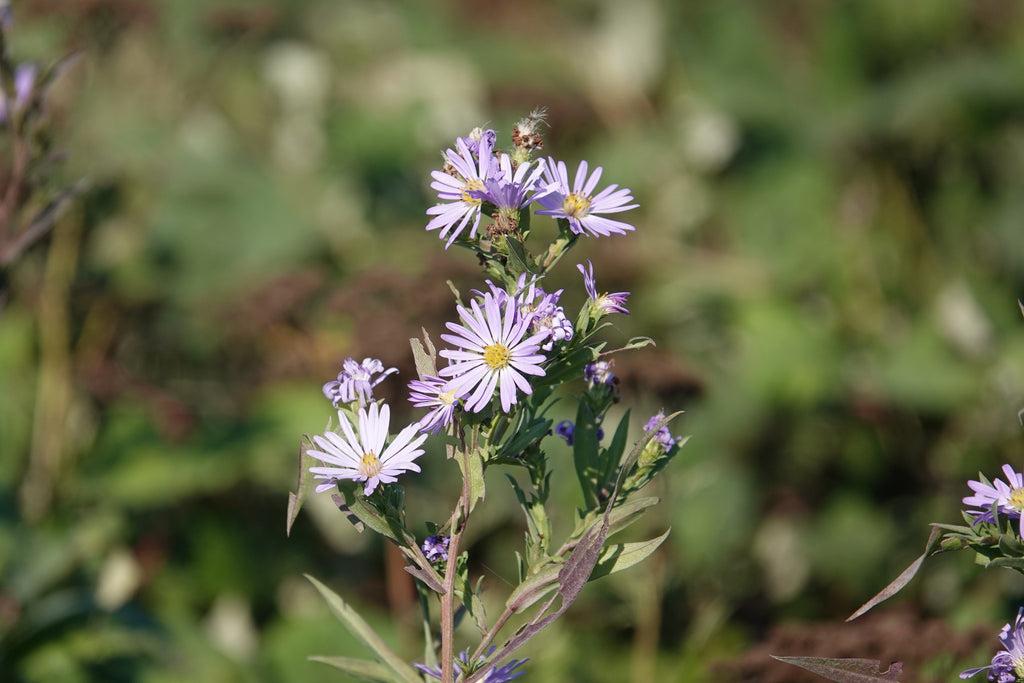 California Aster (Symphyotrichum chilense)