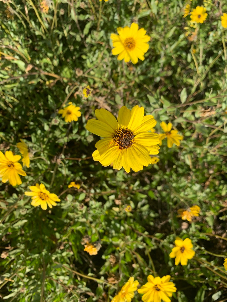 California Brittlebush (Encelia californica)