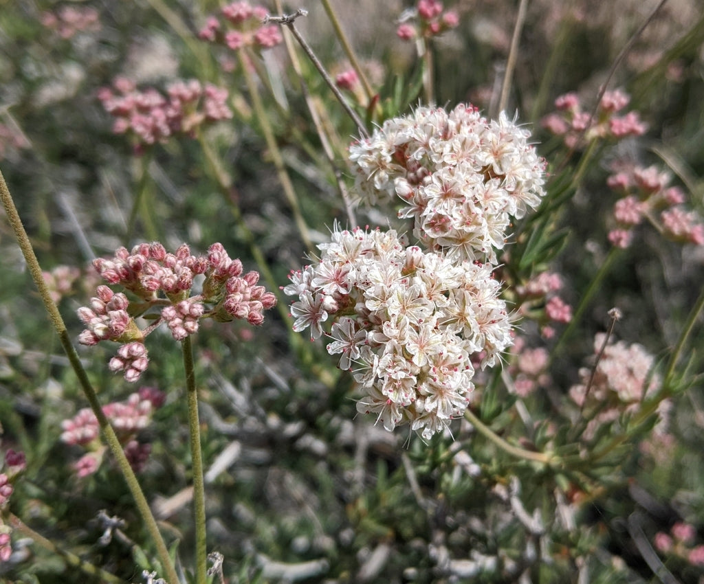 California Buckwheat (Eriogonum fasciculatum)
