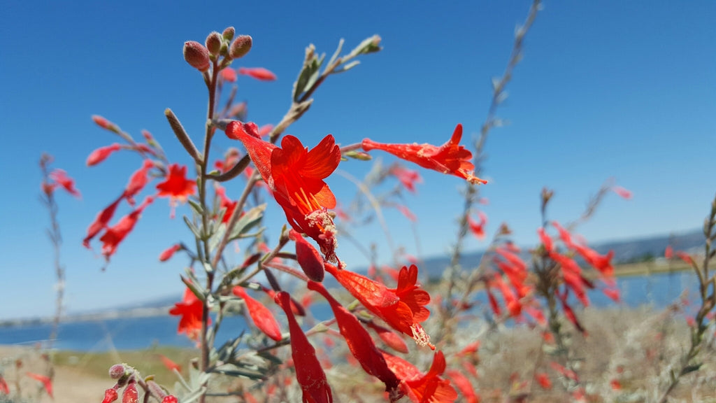 California Fuchsia (Epilobium canum)