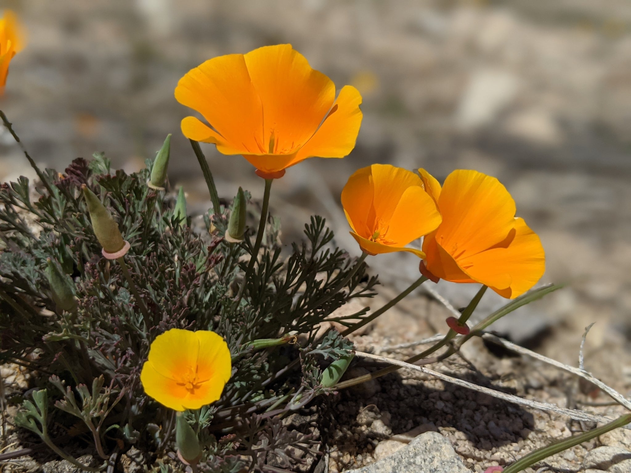 California Poppy (Eschscholzia californica)