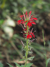 Cardinal Flower (Lobelia cardinalis)