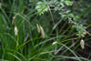 Cherokee Sedge Carex cherokeensis