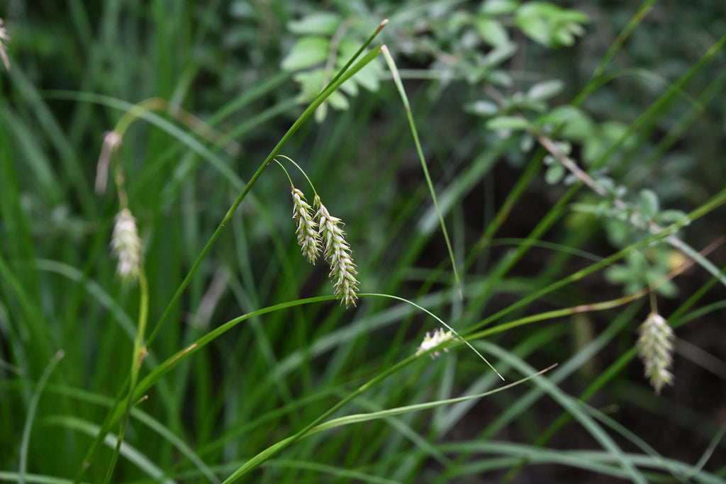 Cherokee Sedge Carex cherokeensis