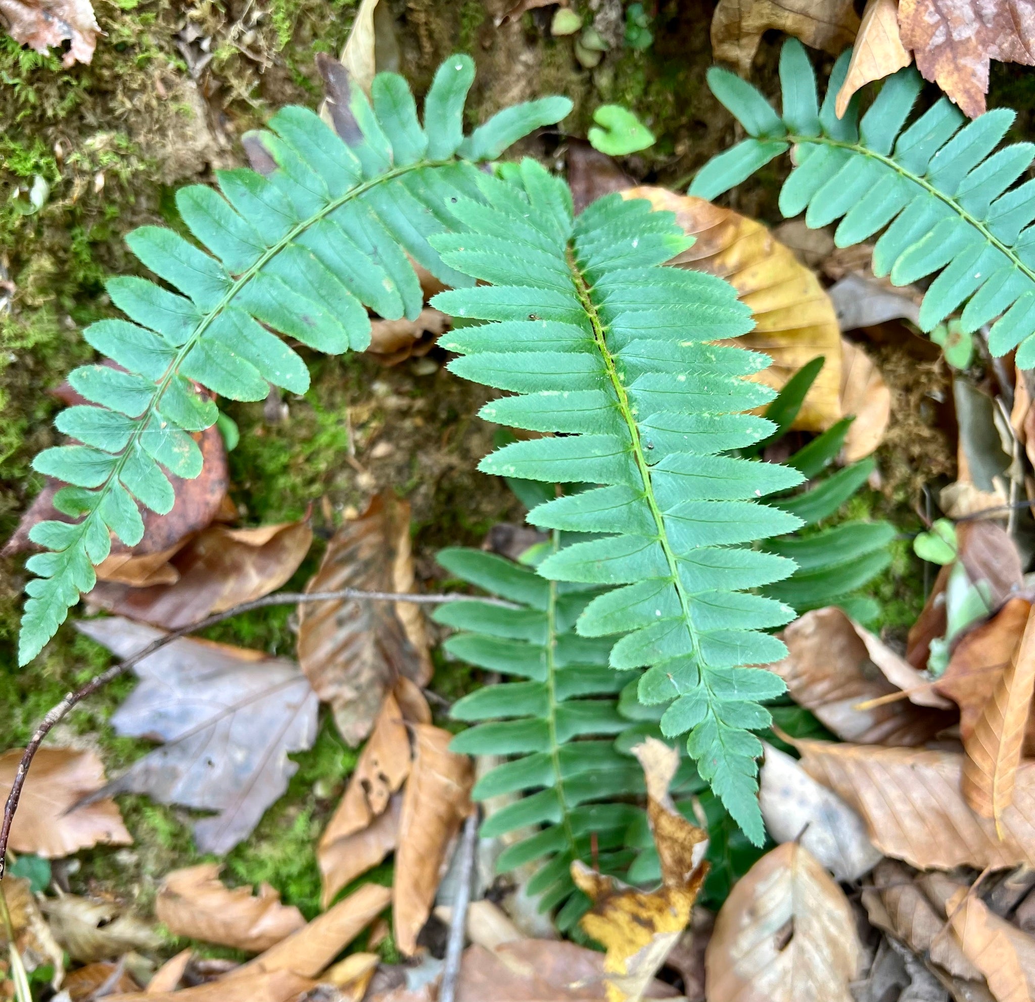 Christmas Fern (Polystichum acrostichoides)