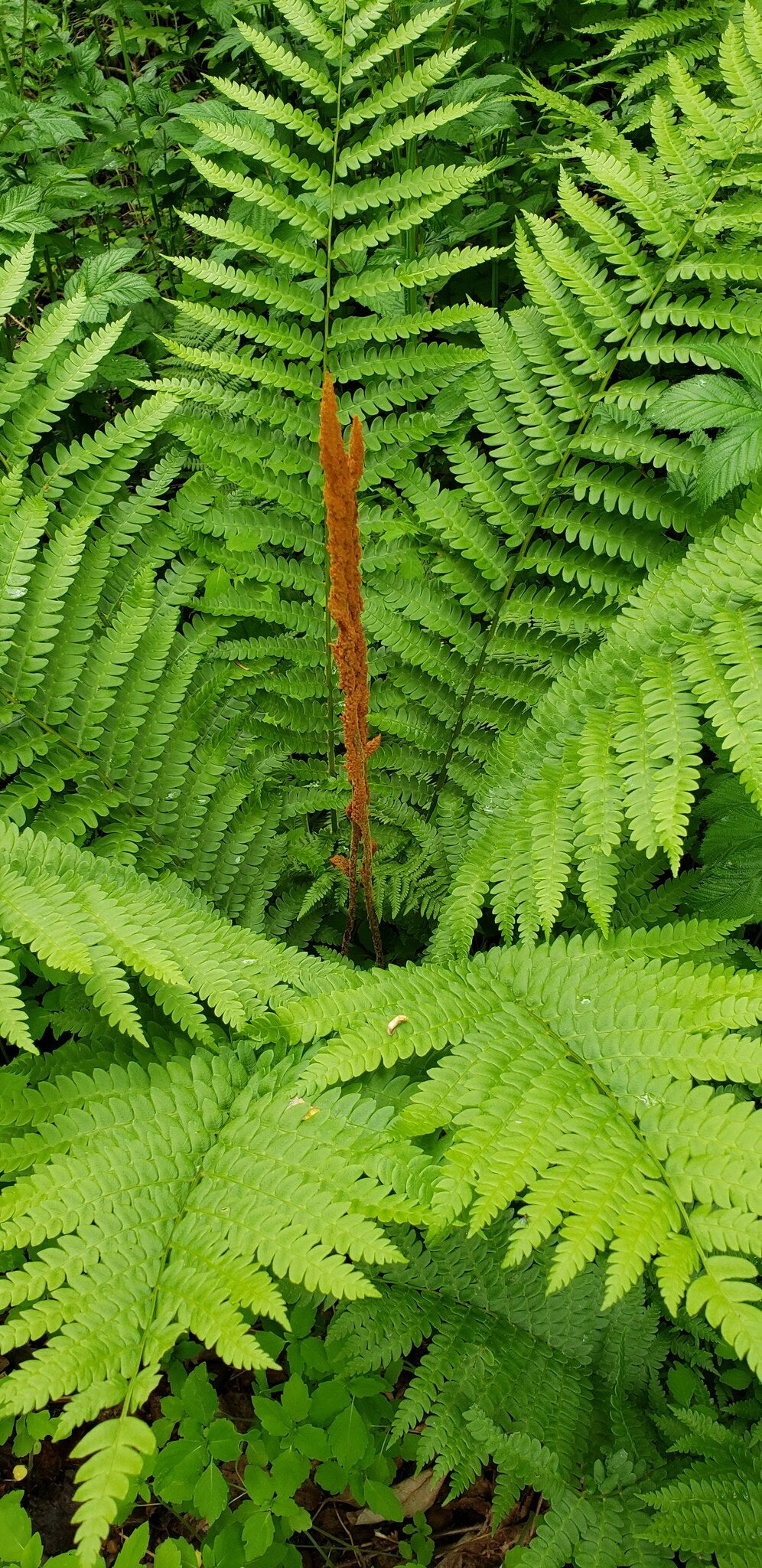 Cinnamon Fern (Osmundastrum cinnamomea)