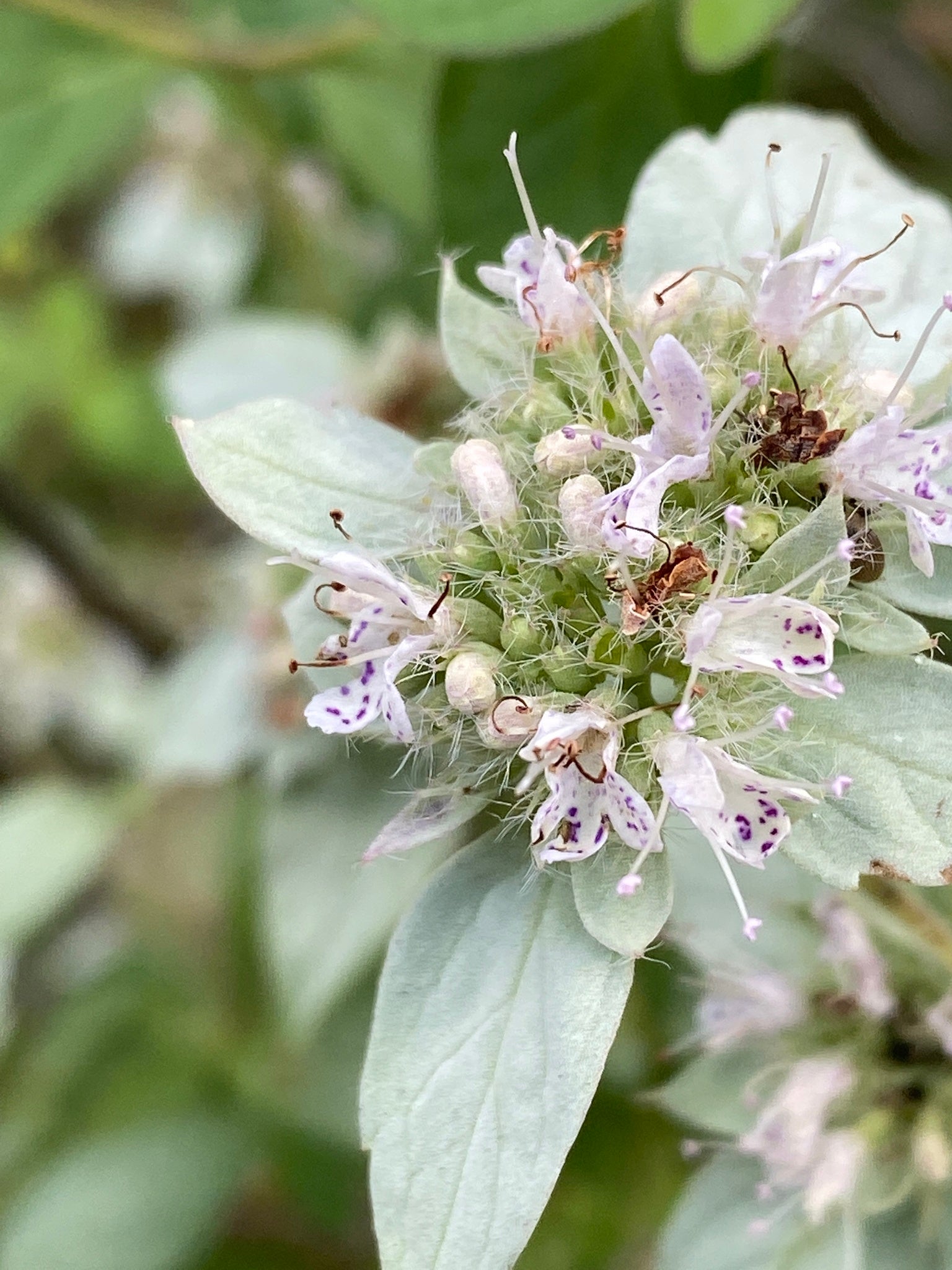 Clustered Mountain Mint (Pycnanthemum muticum)