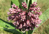 Common Milkweed (Asclepias syriaca)