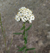 Common Yarrow (Achillea millefolium)