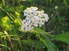 Common Yarrow (Achillea millefolium)