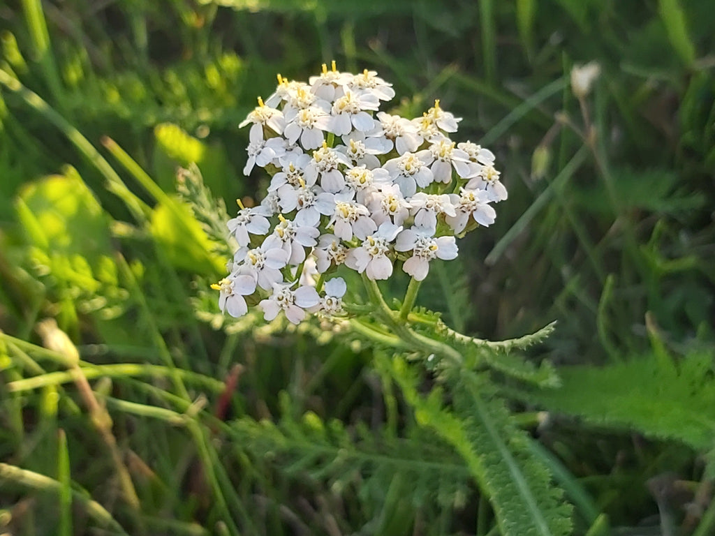 Common Yarrow (Achillea millefolium)