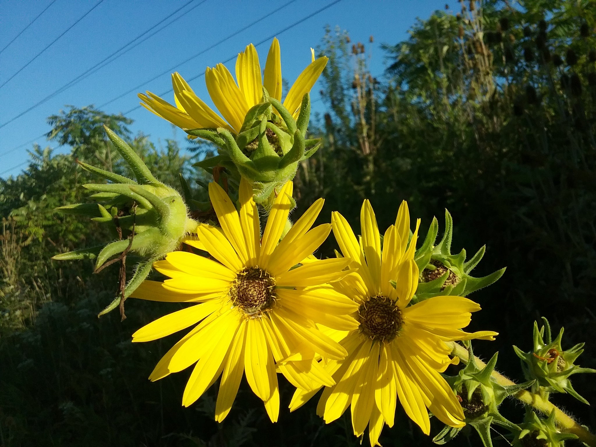 Compass Plant (Silphium laciniatum)