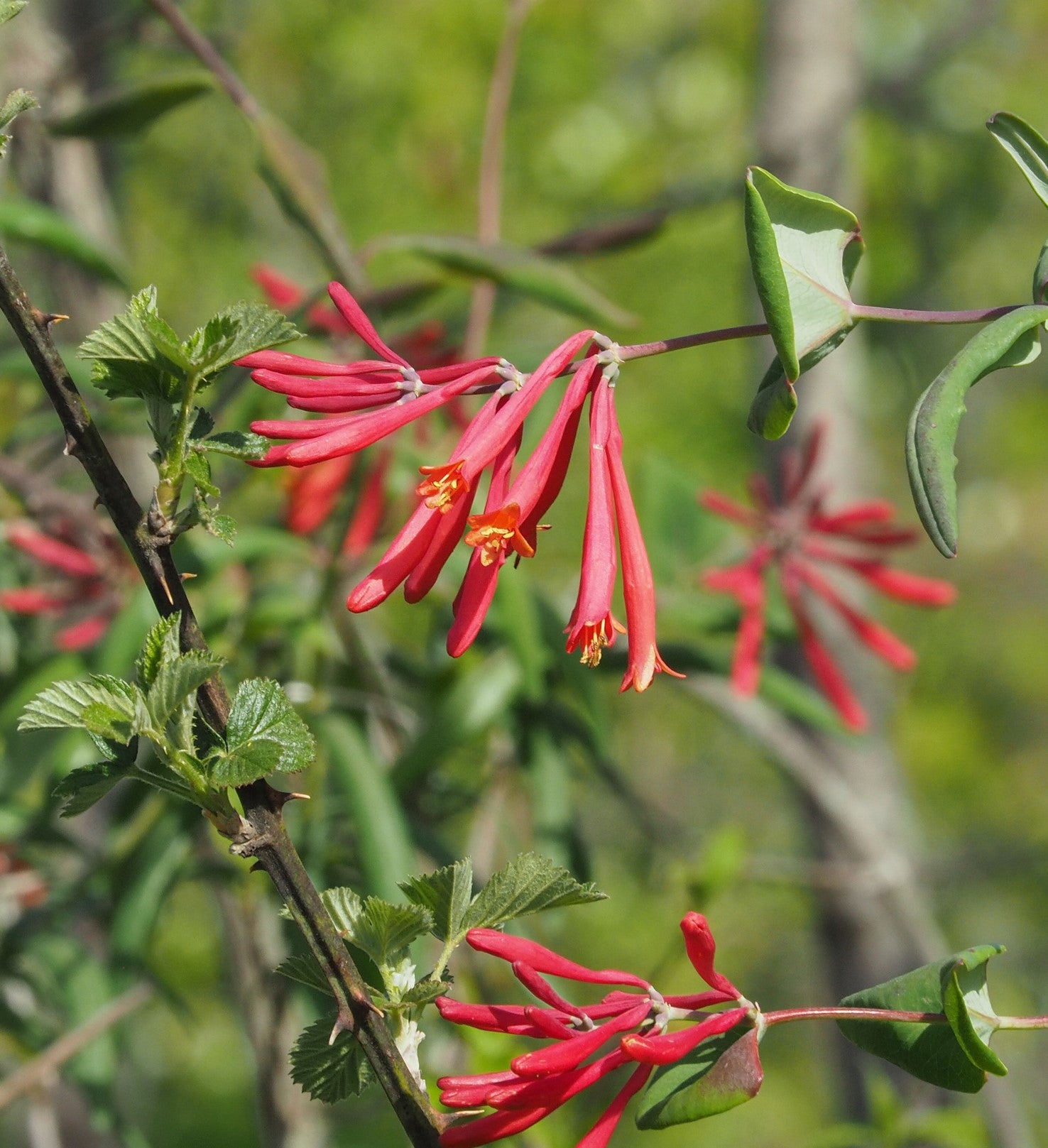 Coral Honeysuckle (Lonicera sempervirens)