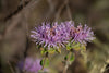 Coyote Mint (Monardella villosa)