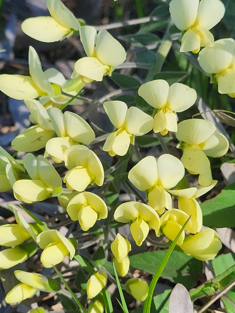 Cream Wild Indigo (Baptisia leucophaea)