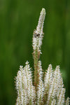 Culver’s Root (Veronicastrum virginicum)