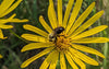 Cup Plant (Silphium perfoliatum)