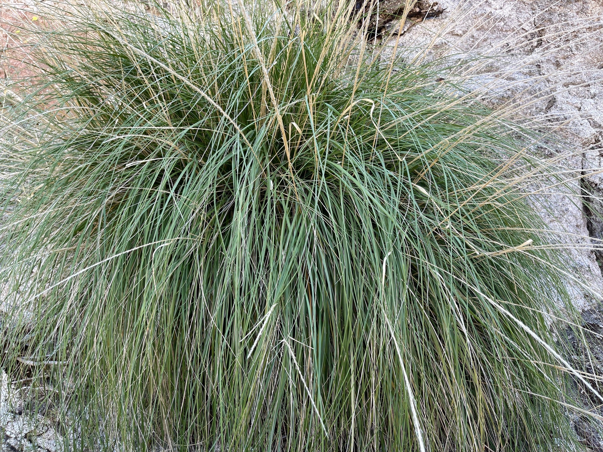 Deergrass (Muhlenbergia rigens)