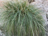 Deergrass (Muhlenbergia rigens)
