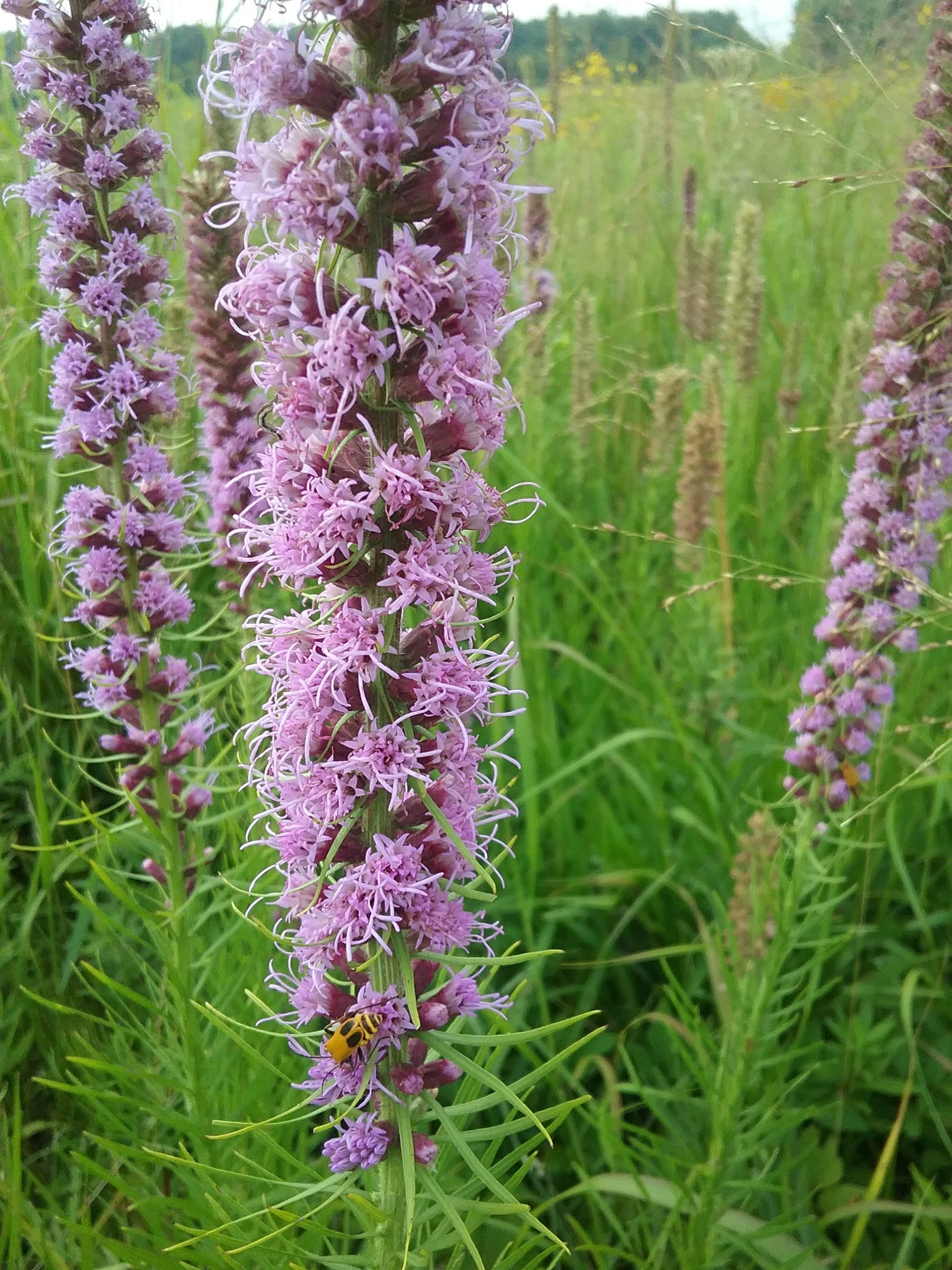 Dense Blazing Star (Liatris spicata)
