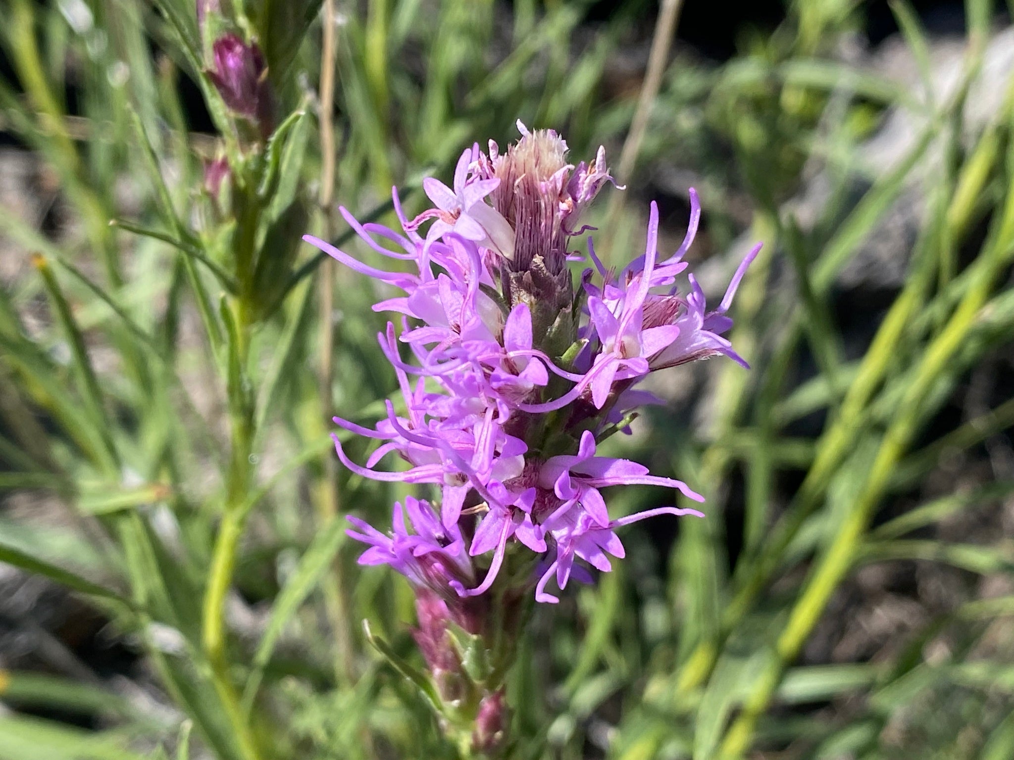 Dotted Blazing Star (Liatris punctata)