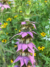 Spotted Beebalm (Monarda punctata)