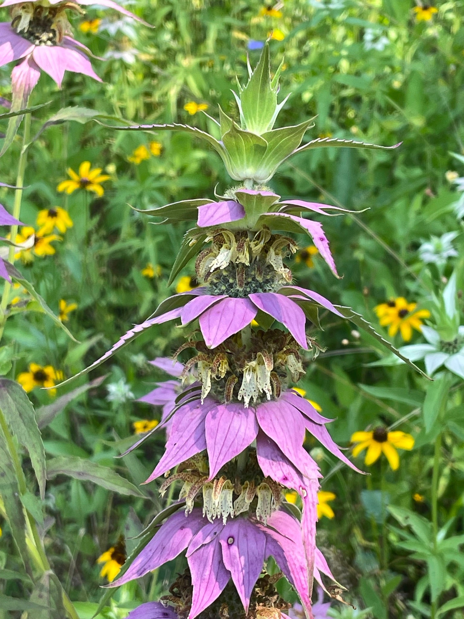 Spotted Beebalm (Monarda punctata)