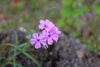 Downy Phlox (Phlox pilosa)