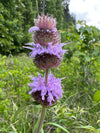Downy Wood Mint (Blephilia ciliata)