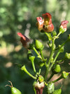 Early Figwort (Scrophularia lanceolata)