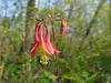 Eastern Columbine (Aquilegia canadensis)