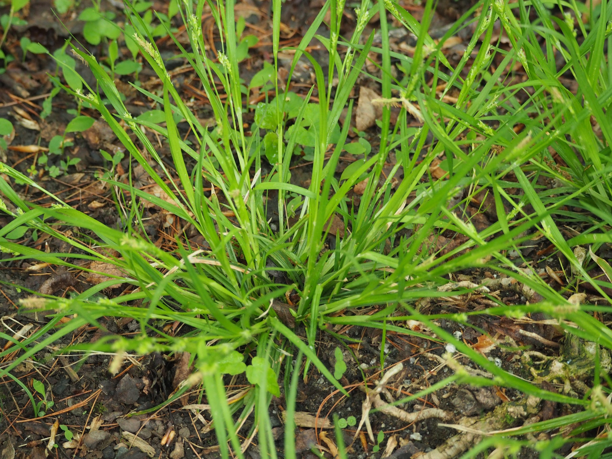 Creek Sedge (Carex amphibola)