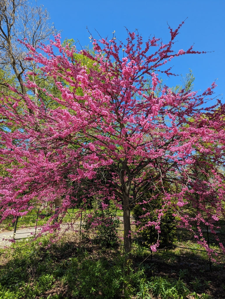 Eastern Redbud (Cercis canadensis)