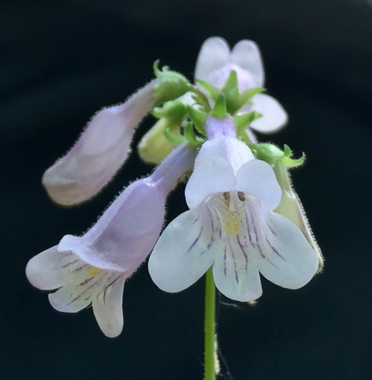 Eastern Smooth Beardtongue (Penstemon laevigatus)